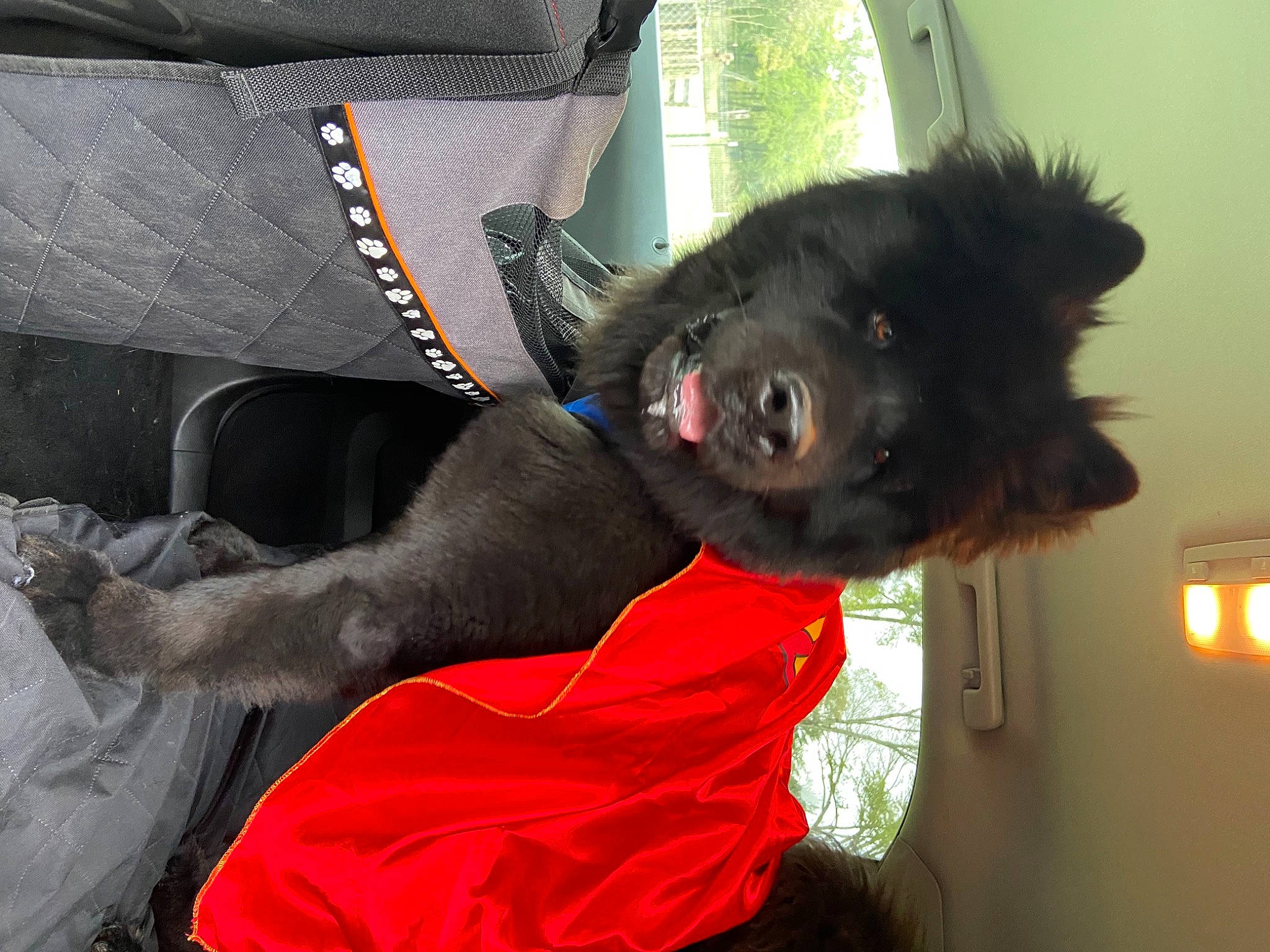 Kryptonite joined the competition — help win amazing prizes! canidae, car_seat, carnivore, collar, comfort, companion_dog, dog, dog_breed, dog_supply, fawn, fur, grey, liver, non_sporting_group, sporting_group, tail, toy_dog, whiskers, working_animal