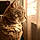 Whiskas