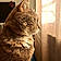 Whiskas