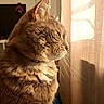 cat, tabby, feline, pet, indoor, sunlight, curtain, shadow, closeup, profile, whiskers, fur, relaxed, peaceful, domestic_animal, mammal, animal, sunbeam, window, resting