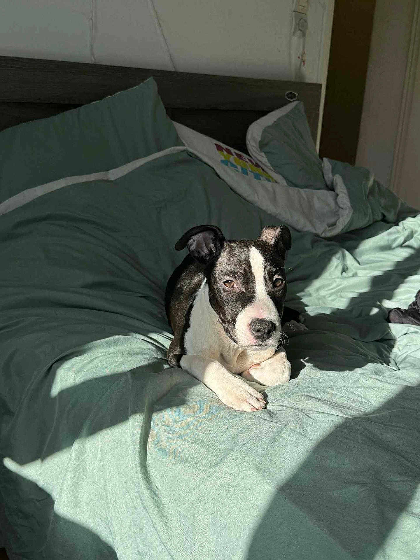 Aathénna a rejoint le concours — aidez-le/la à gagner de superbes lots ! dog, bed, blanket, pillow, sunlight, shadow, indoor, resting, pet, canine, relaxing, comfort, fur, black_and_white, sleepy, home, cozy, animal, quiet, peaceful