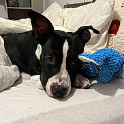 Aathénna a rejoint le concours — aidez-le/la à gagner de superbes lots ! dog, black_and_white, bed, blanket, toy, elephant_toy, indoor, resting, sleepy, pet, cozy, paw, ear, face, furniture, home, cute, animal, lying_down, comfort