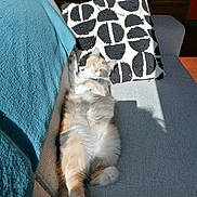 Yvonne a rejoint le concours — aidez-le/la à gagner de superbes lots ! cat, fluffy, couch, pillow, sunlight, relaxed, indoor, pet, feline, cozy, fur, resting, home, comfort, pattern, laying, cute, whiskers, tail, soft