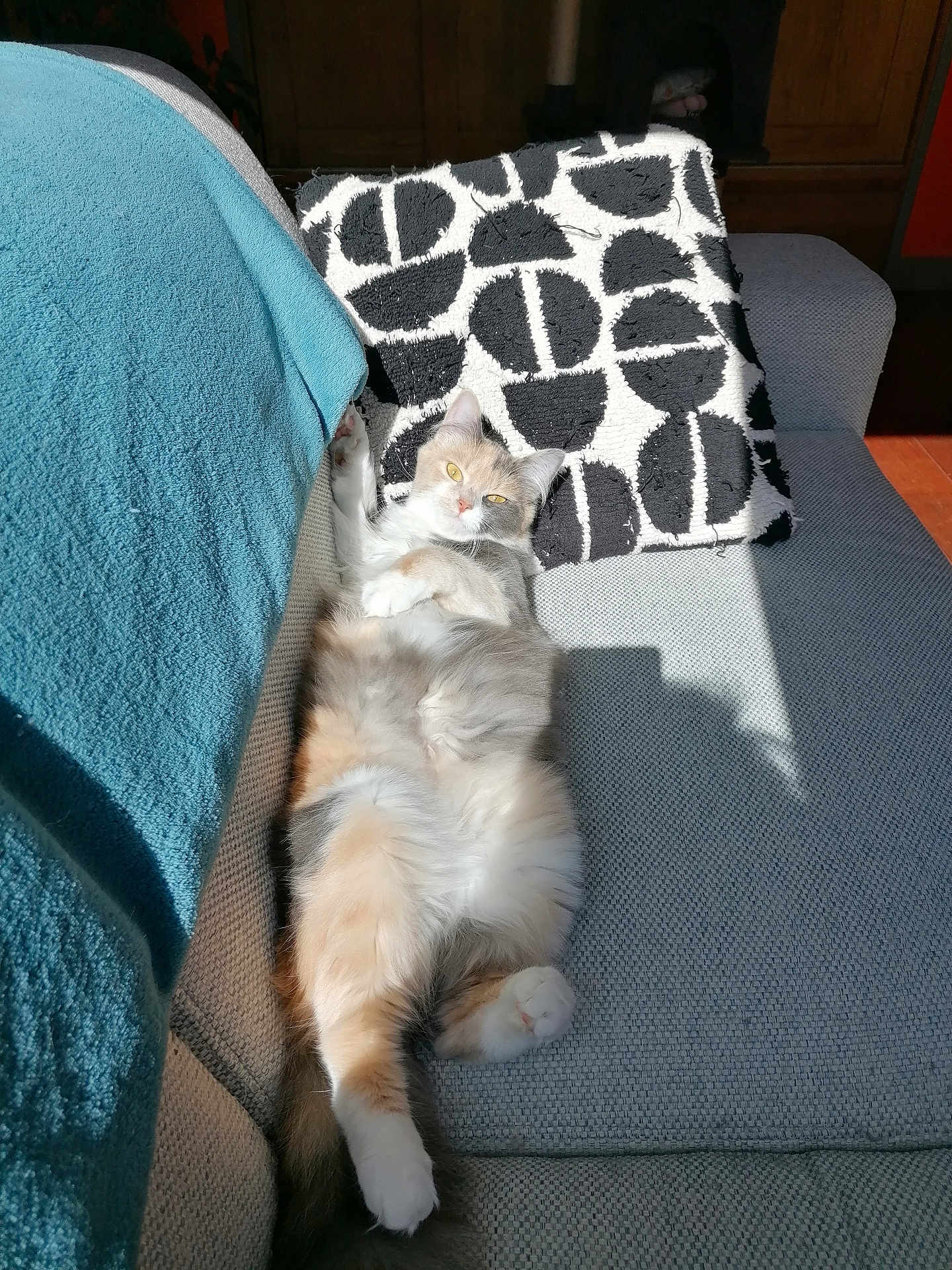 Yvonne a rejoint le concours — aidez-le/la à gagner de superbes lots ! cat, fluffy, couch, pillow, sunlight, relaxed, indoor, pet, feline, cozy, fur, resting, home, comfort, pattern, laying, cute, whiskers, tail, soft