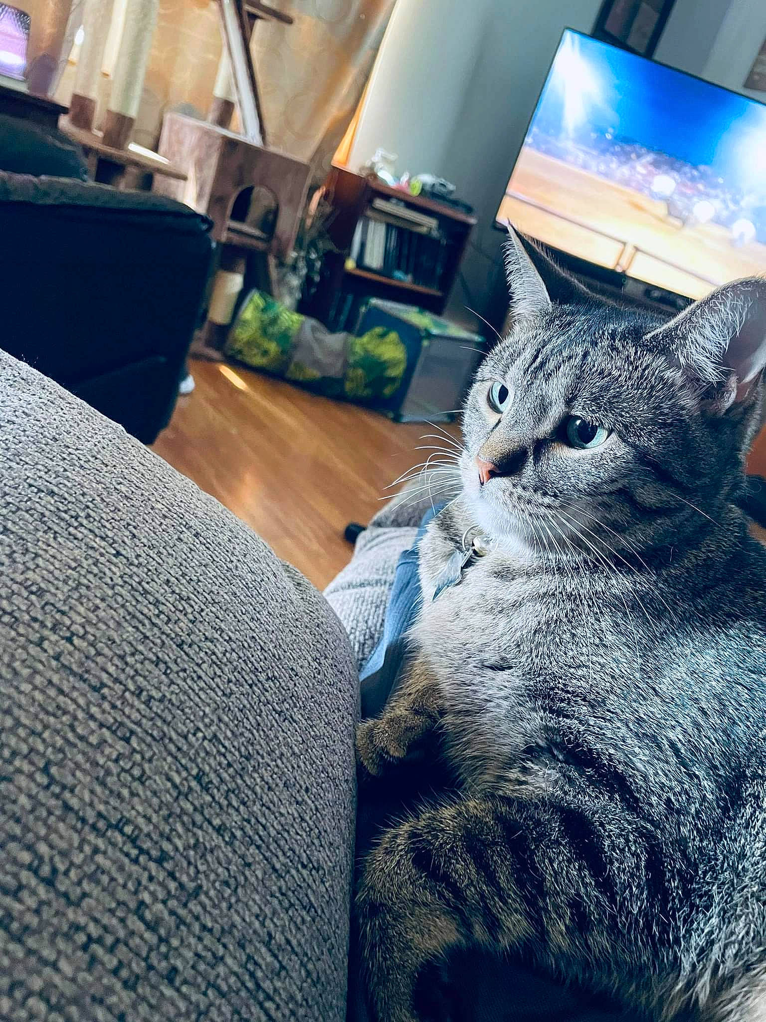 Jazmin joined the competition — help win amazing prizes! carnivore, cat, comfort, couch, domestic_short_haired_cat, felidae, flooring, fur, grey, house, houseplant, sitting, small_to_medium_sized_cats, snout, tail, textile, tree, whiskers, window, wood