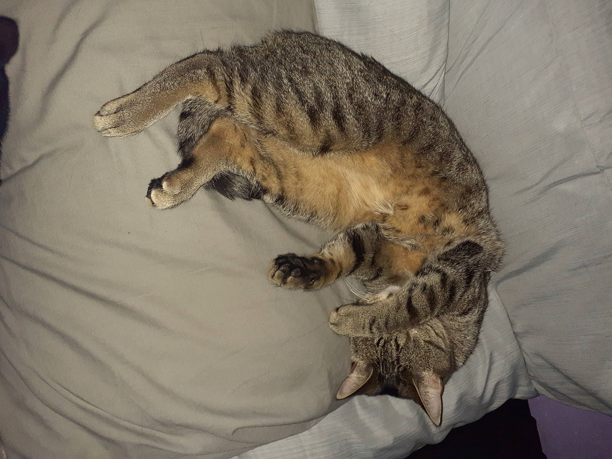 Jazmin joined the competition — help win amazing prizes! bed, carnivore, cat, claw, comfort, domestic_short_haired_cat, felidae, fur, linens, nap, pattern, paw, reptile, sleep, small_to_medium_sized_cats, tail, terrestrial_animal, textile, whiskers, wildlife