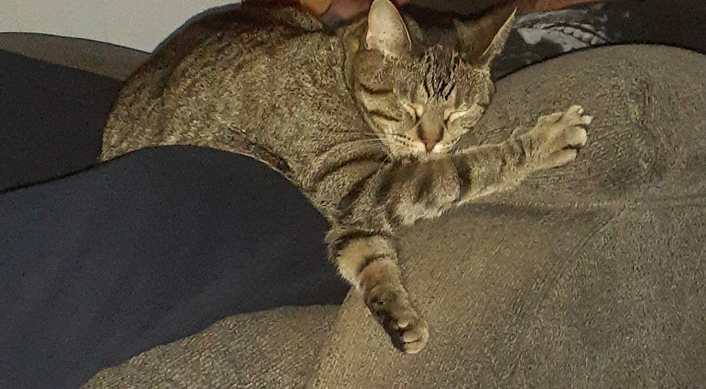 Jazmin is registered to the contest to win money with this photo: carnivore, cat, claw, comfort, domestic_short_haired_cat, felidae, foot, fur, nap, paw, small_to_medium_sized_cats, snout, tail, terrestrial_animal, whiskers, wildlife