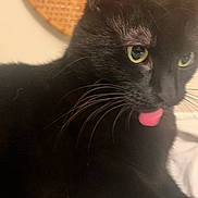Luna joined the competition — help win amazing prizes! black_cat, cat, close_up, pet, animal, tongue_out, whiskers, yellow_eyes, fur, cute, indoor, domestic_cat, face, mammal, portrait, playful, feline, soft_light, whiskers_visible, nose