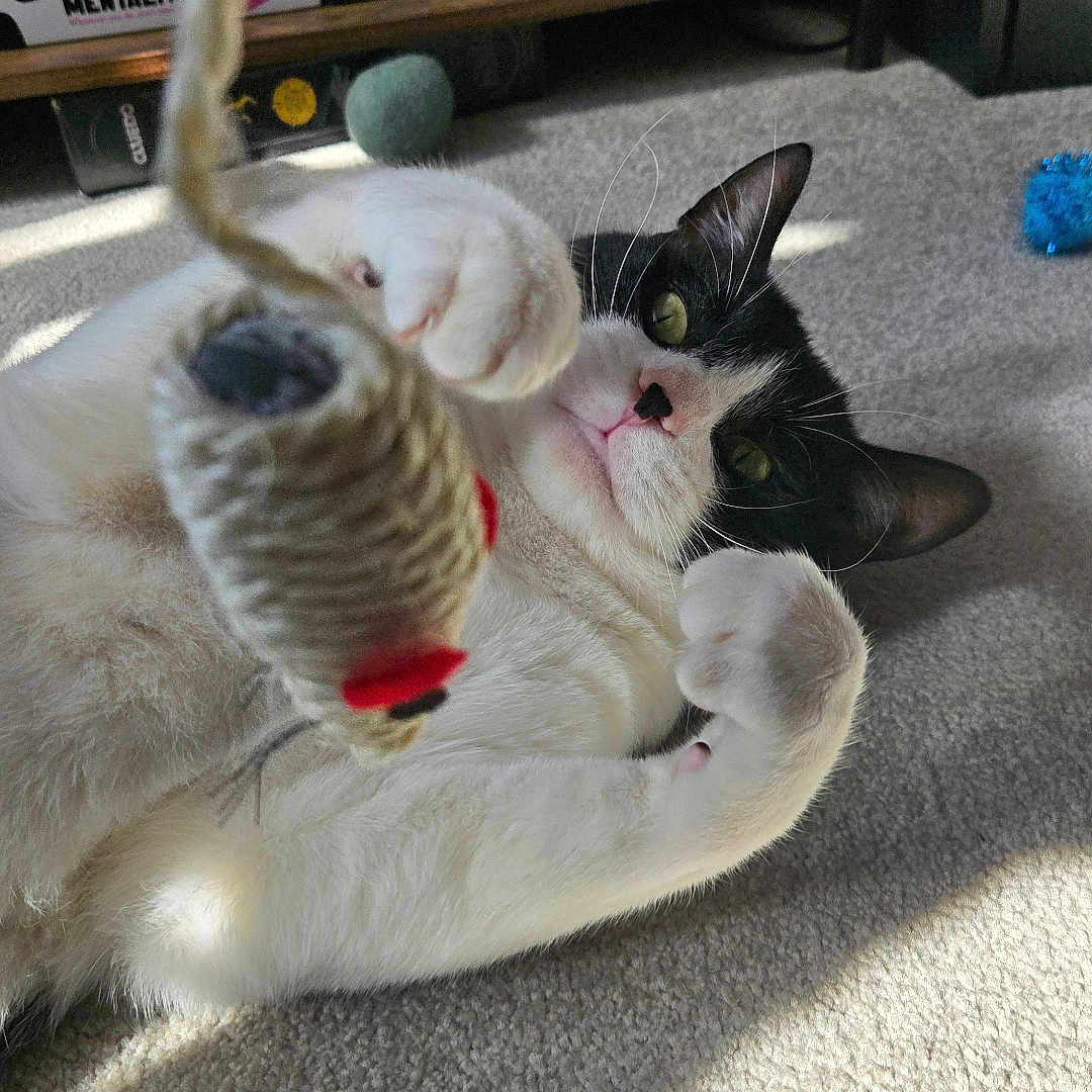 Enzo is registered to the contest to win money with this photo: abyssinian, accessories, animal, architecture, bookcase, building, cat, couch, furniture, hardwood, indoors, kitten, livingroom, manx, pet, room, shelf, siamese, strap, wood