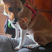 Cheddar joined the competition — help win amazing prizes! alert, brown_fur, canine, chair, collar, companion, dog, harness, home, indoor, leather, natural_light, pet, pointed_ears, portrait, sitting, small_dog, white_fur, window, wood_paneling