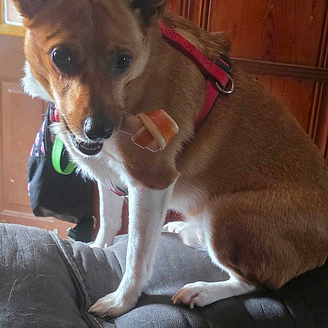 Cheddar