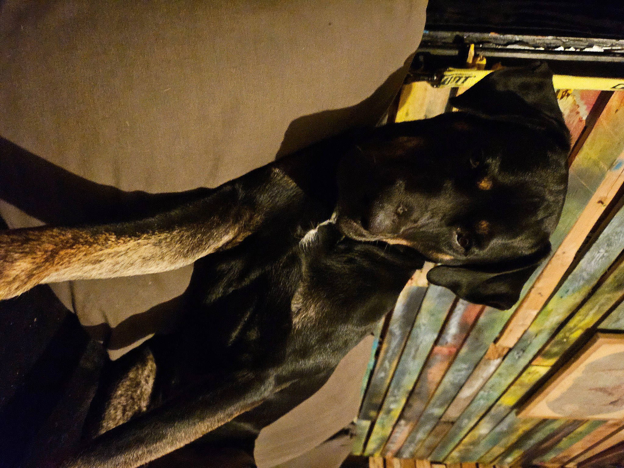 Peanuts participe au concours pour gagner de l'argent avec cette photo : art, carnivore, dog, dog_breed, dog_collar, fur, gesture, guard_dog, human_leg, metal, sculpture, statue, tail, terrestrial_animal, tree, vertebrate, visual_arts, wildlife, wood, working_animal