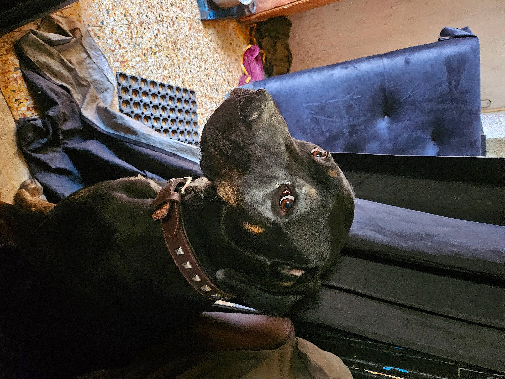 Peanuts participe au concours pour gagner de l'argent avec cette photo : auto_part, carnivore, collar, comfort, companion_dog, couch, dog, dog_breed, dog_collar, ear, fashion_accessory, fawn, fur, hat, liver, snout, sporting_group, toy_dog, wood, working_animal