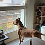 dog, reflection, window, indoor, wooden_floor, dog_bowl, table, bottle, shelf, books, houseplant, curious, brown_dog, daylight, pet, living_room, furniture, quiet, calm, domestic