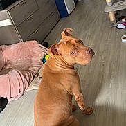 Tina a rejoint le concours — aidez-le/la à gagner de superbes lots ! dog, brown_dog, pet_bed, cat_tree, kitchen, wooden_floor, microwave, cabinet, trash_can, pet_toys, blanket, appliance, indoor, home, furniture, curious, looking_back, domestic, cozy, floor