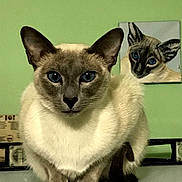 Elizabeth Johnson joined the competition — help win amazing prizes! cat, siamese_cat, blue_eyes, pet, animal, portrait, indoor, painting, art, green_wall, close_up, feline, whiskers, ears, fur, table, domestic_animal, looking_at_camera, cute, resting