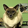 cat, siamese_cat, blue_eyes, pet, animal, portrait, indoor, painting, art, green_wall, close_up, feline, whiskers, ears, fur, table, domestic_animal, looking_at_camera, cute, resting