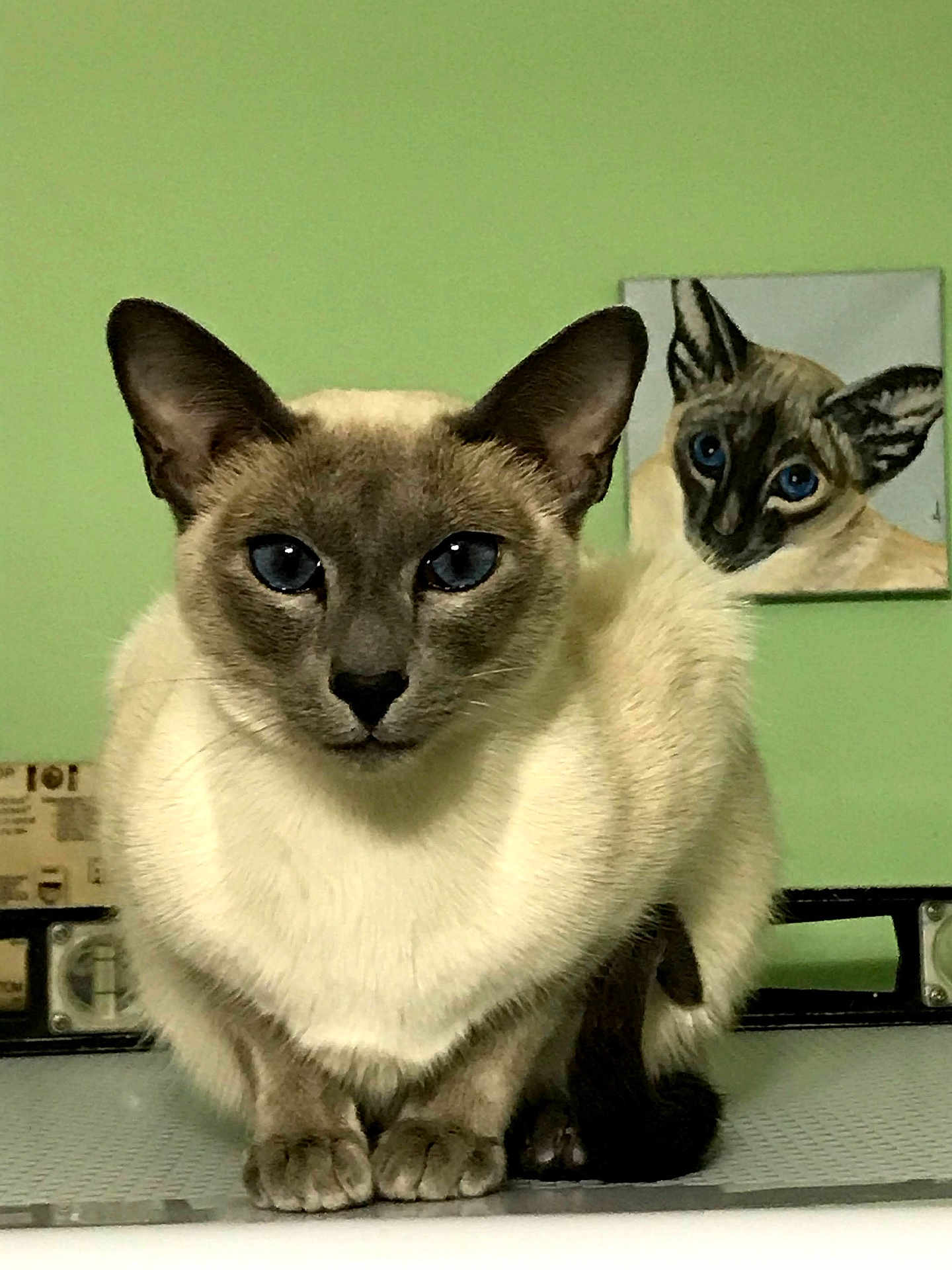 Elizabeth Johnson joined the competition — help win amazing prizes! cat, siamese_cat, blue_eyes, pet, animal, portrait, indoor, painting, art, green_wall, close_up, feline, whiskers, ears, fur, table, domestic_animal, looking_at_camera, cute, resting