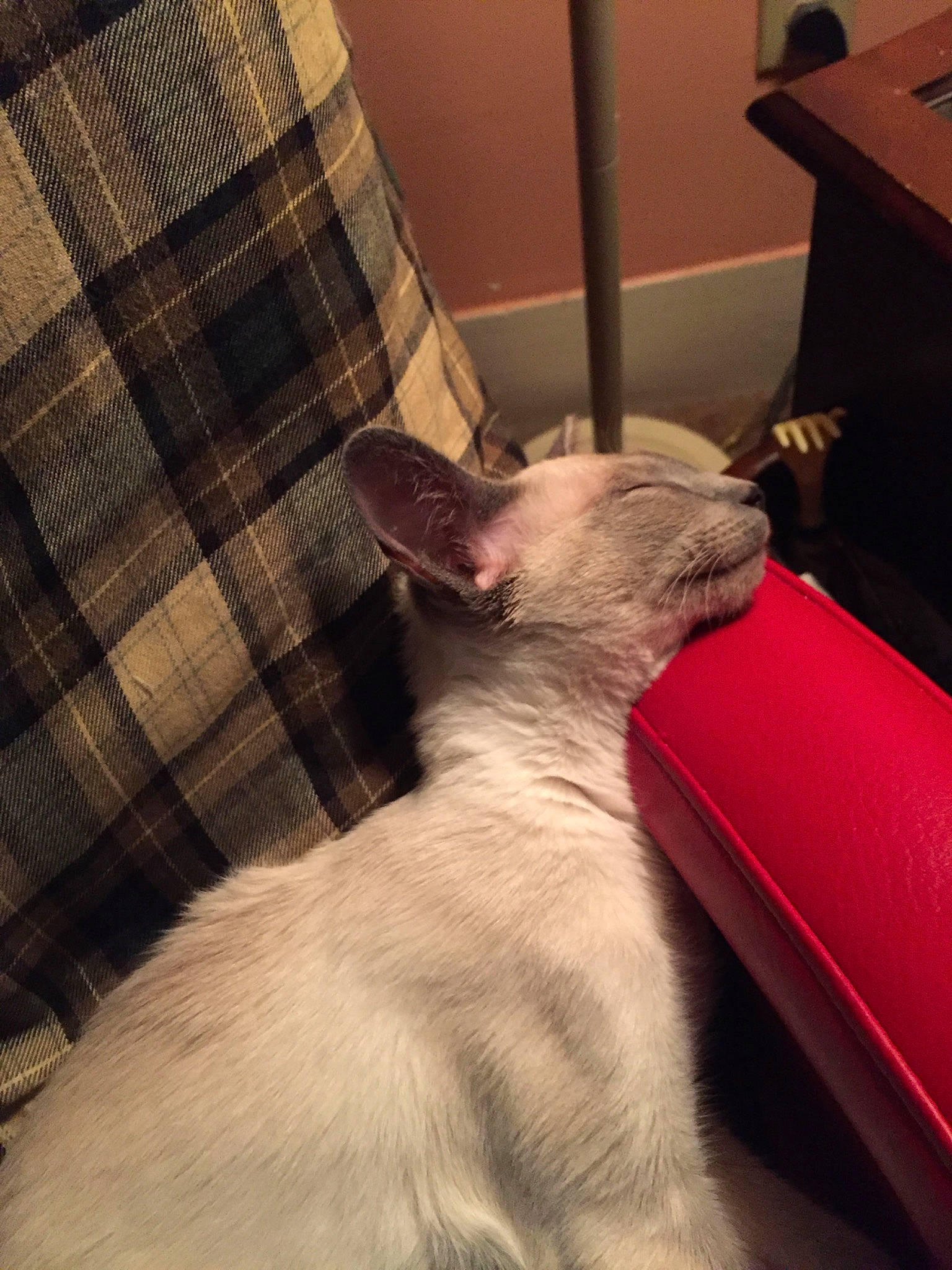 Tikibluegirl joined the competition — help win amazing prizes! bed, carnivore, cat, comfort, companion_dog, dog_breed, domestic_short_haired_cat, fawn, felidae, fur, human_leg, linens, paw, plaid, small_to_medium_sized_cats, snout, tail, tartan, textile, whiskers