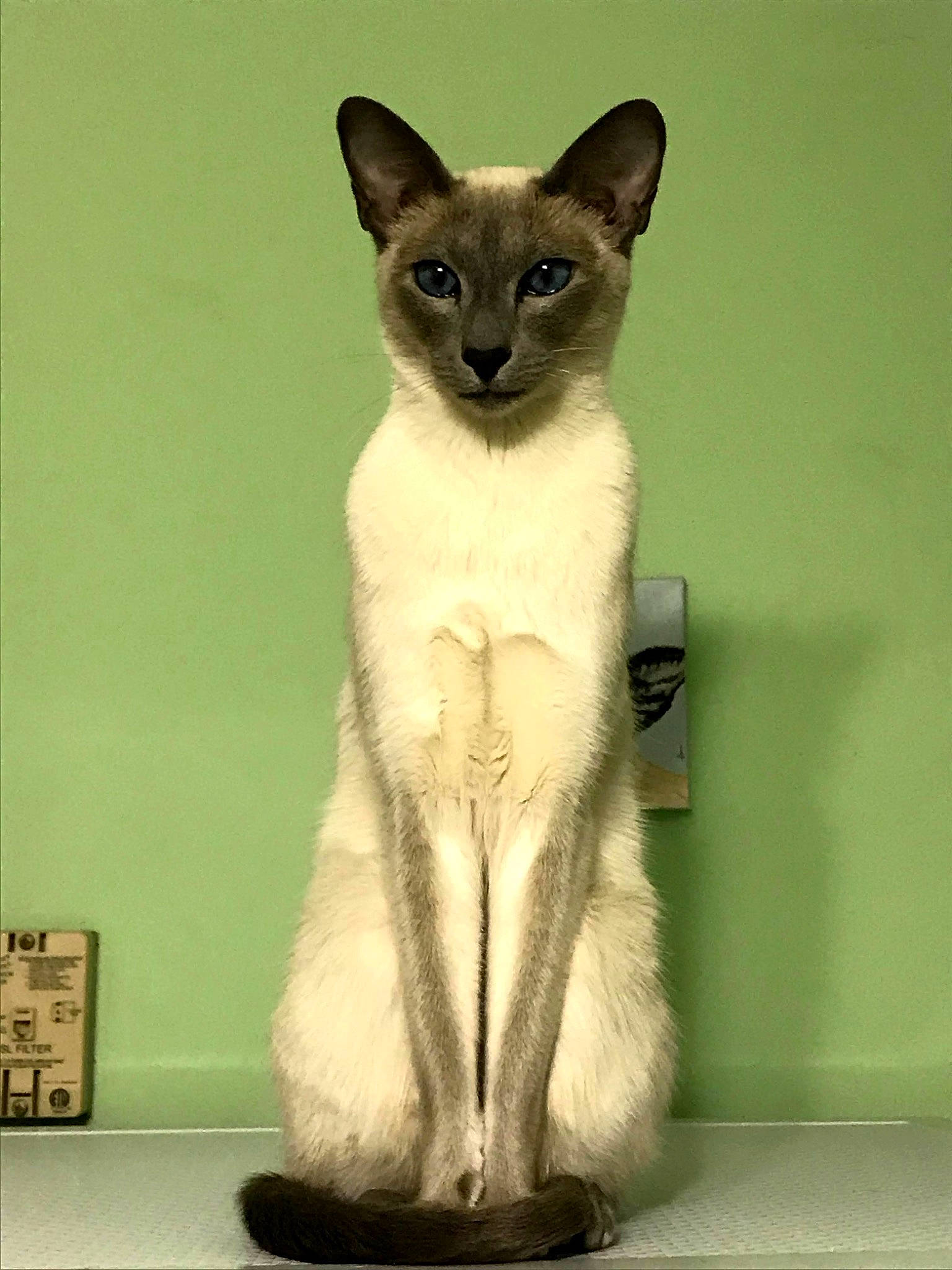 Tikibluegirl joined the competition — help win amazing prizes! balinese, carnivore, cat, domestic_short_haired_cat, fawn, felidae, fur, pet_supply, siamese, small_to_medium_sized_cats, snout, tail, terrestrial_animal, thai, wall_plate, whiskers