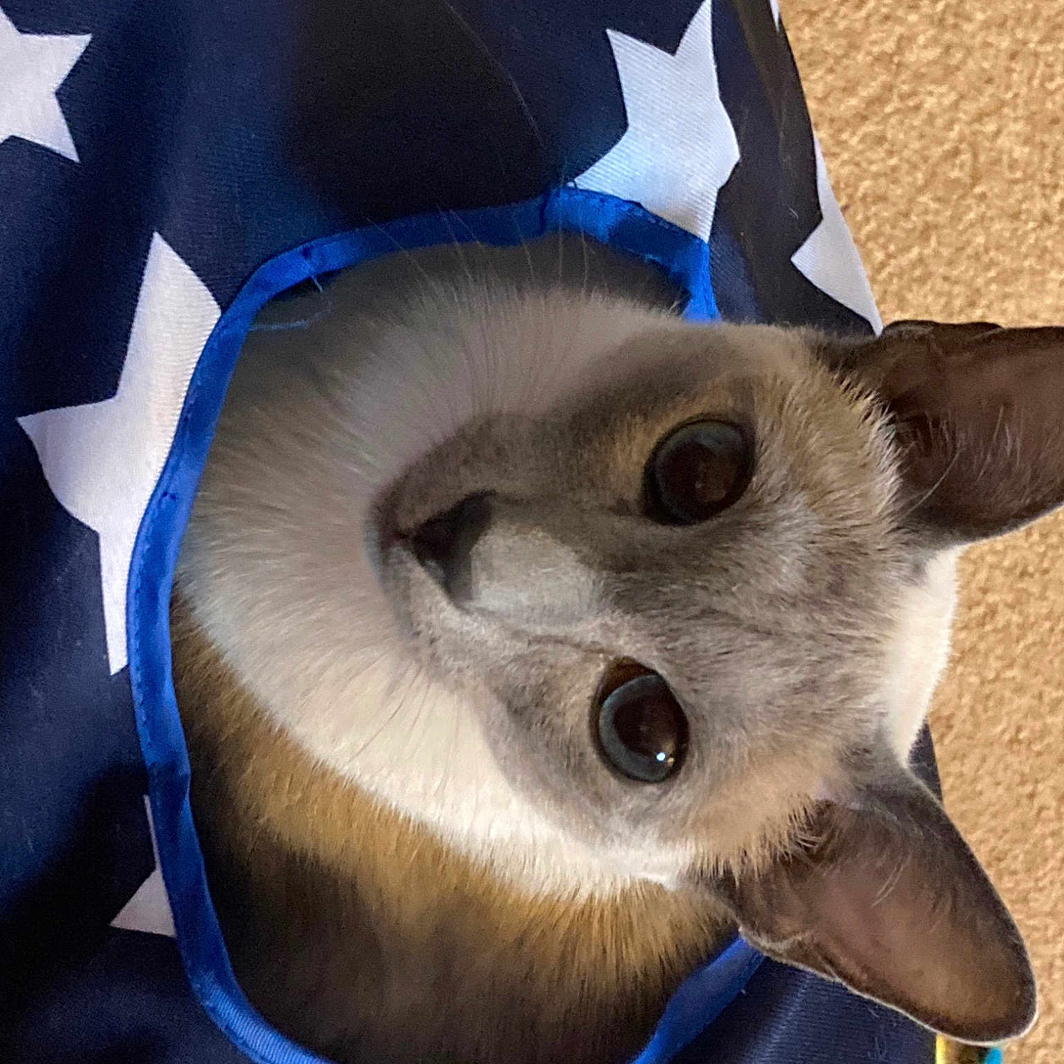 Tikibluegirl