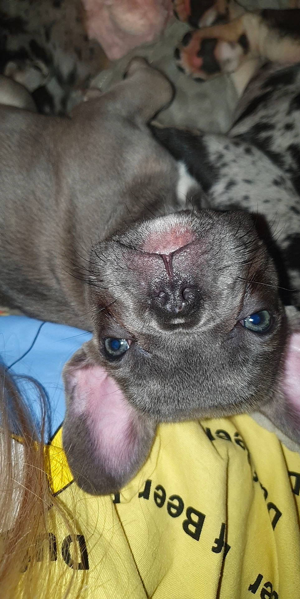 Lou participe au concours pour gagner de l'argent avec cette photo : canidae, carnivore, close_up, collar, companion_dog, dog, dog_breed, ear, eye, fawn, foot, fur, liver, paw, snout, sporting_group, toy_dog, whiskers, working_animal, wrinkle