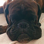 Taïko participe au concours pour gagner de l'argent avec cette photo : dog, sleeping, brown_dog, wrinkly_face, indoors, furniture, blanket, resting, large_dog, pet, canine, closeup, nap, cozy, living_room, relaxed, animal, companion, domestic_animal, portrait