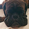 dog, sleeping, brown_dog, wrinkly_face, indoors, furniture, blanket, resting, large_dog, pet, canine, closeup, nap, cozy, living_room, relaxed, animal, companion, domestic_animal, portrait
