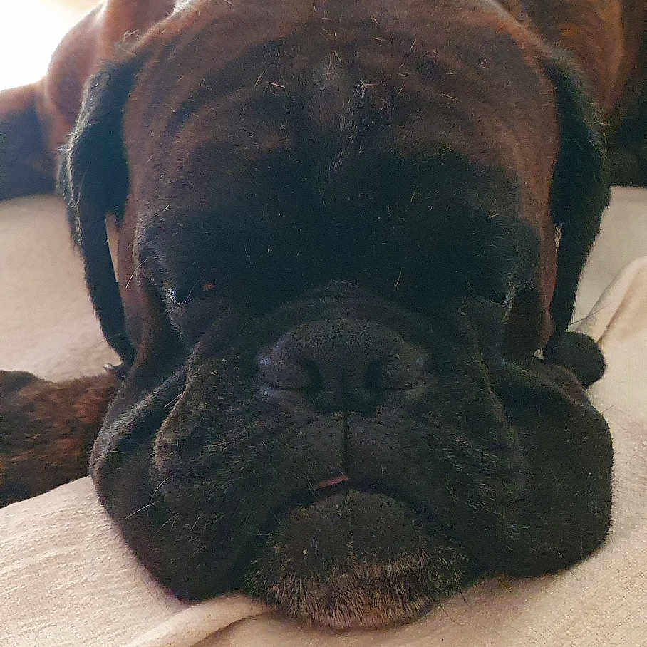 Taïko participe au concours pour gagner de l'argent avec cette photo : dog, sleeping, brown_dog, wrinkly_face, indoors, furniture, blanket, resting, large_dog, pet, canine, closeup, nap, cozy, living_room, relaxed, animal, companion, domestic_animal, portrait