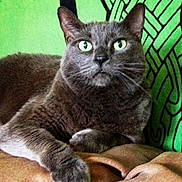 Ernest is registered to the contest to win money with this photo: alert, animal, background_pattern, blanket, cat, closeup, cozy, cute, domestic_cat, feline, fur, gray_cat, green_background, green_eyes, indoor, paw, pet, portrait, resting, whiskers