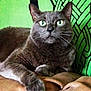 alert, animal, background_pattern, blanket, cat, closeup, cozy, cute, domestic_cat, feline, fur, gray_cat, green_background, green_eyes, indoor, paw, pet, portrait, resting, whiskers
