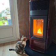 Kirby participe au concours pour gagner de l'argent avec cette photo : cat, cozy, curious, daylight, decor, fire, fireplace, garden, glass, heat, holiday_decorations, home, indoor, pet, relaxation, stove, tabby_cat, warmth, window, wood_floor