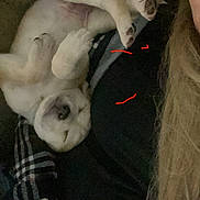 Charlee Michael joined the competition — help win amazing prizes! adorable, belly, blanket, casual, closeup, couch, cozy, dog, eyelashes, hand, indoor, long_hair, nap, partial_face, paw, person, pet, puppy, relaxing, sleeping