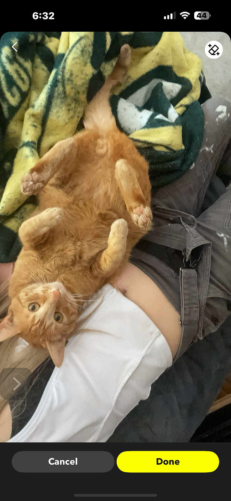 Marshmallow joined the competition — help win amazing prizes! cat, ginger_cat, belly_up, paws, blanket, cozy, indoor, human_partial, torso, white_shirt, shorts, pants, cute, close_up, pet, blanket_pattern, furniture, screenshot_ui, buttons, time_display