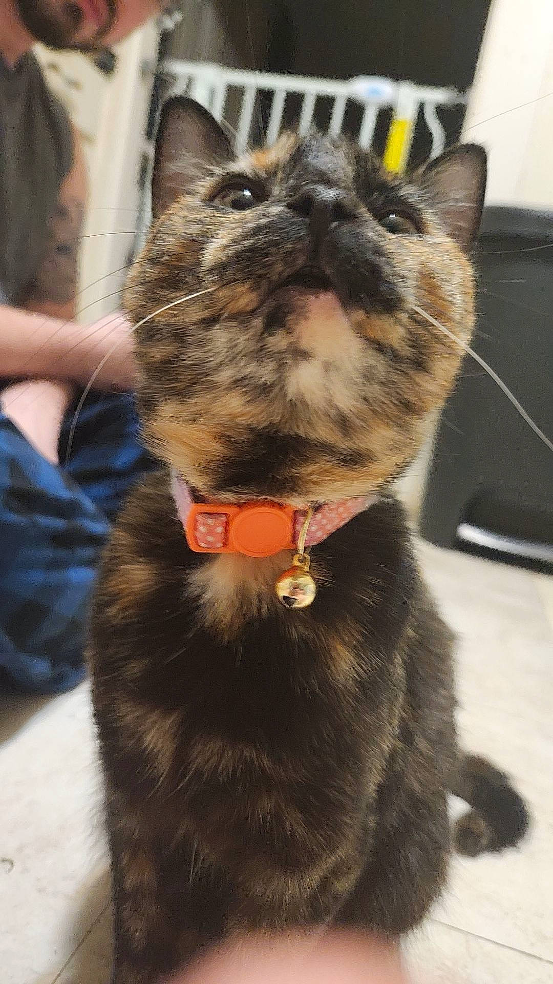 Bmo joined the competition — help win amazing prizes! carnivore, cat, claw, collar, dog_collar, domestic_short_haired_cat, fashion_accessory, fawn, felidae, fur, leash, liver, pet_supply, small_to_medium_sized_cats, snout, tail, terrestrial_animal, whiskers, working_animal