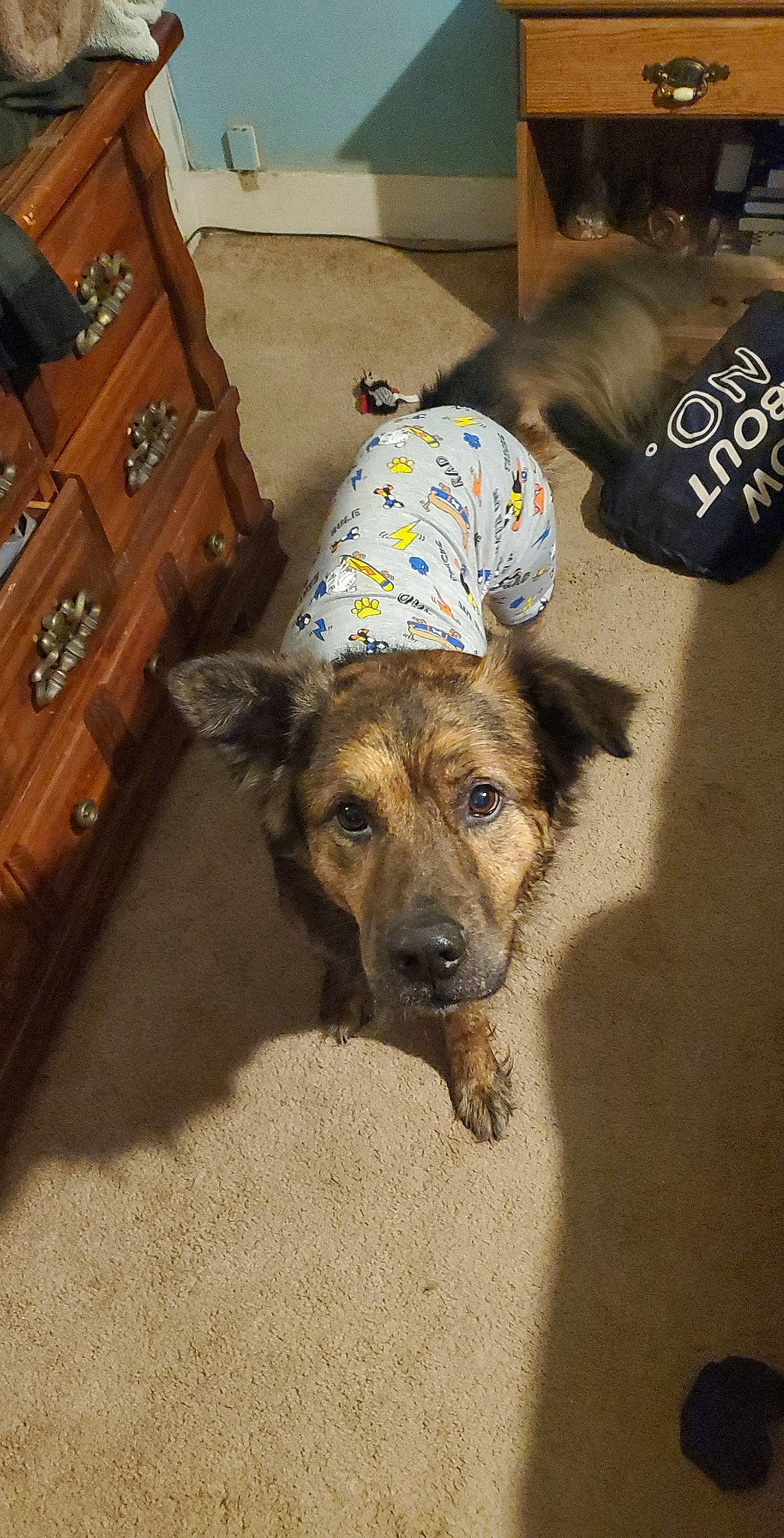 Buddy joined the competition — help win amazing prizes! box, cabinetry, carnivore, chest, chest_of_drawers, companion_dog, couch, cupboard, dog, dog_breed, drawer, dresser, fawn, floor, flooring, hardwood, snout, sporting_group, wood, working_animal