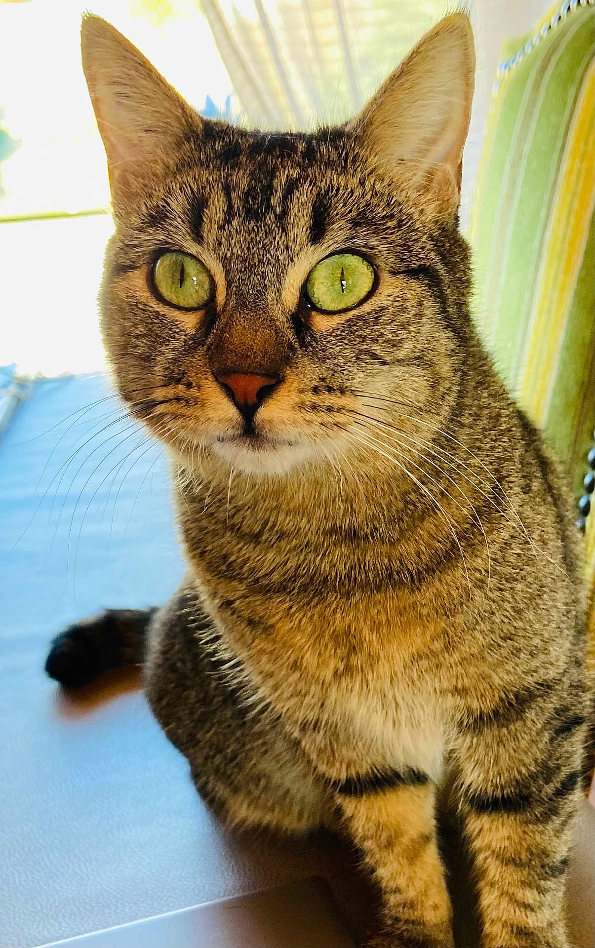 Nala