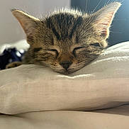 Bear joined the competition — help win amazing prizes! kitten, cat, sleeping, close_up, tabby, fur, whiskers, pillow, bed, soft, sunlight, cozy, nap, pet, animal, cute, indoor, relaxing, young, resting