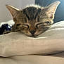 kitten, cat, sleeping, close_up, tabby, fur, whiskers, pillow, bed, soft, sunlight, cozy, nap, pet, animal, cute, indoor, relaxing, young, resting
