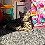 kitten, cat, tabby, sunlight, carpet, indoor, toy, megabloks, colorful, relaxed, cute, pet, feline, small, sleepy, living_room, playful, young, animal, domestic