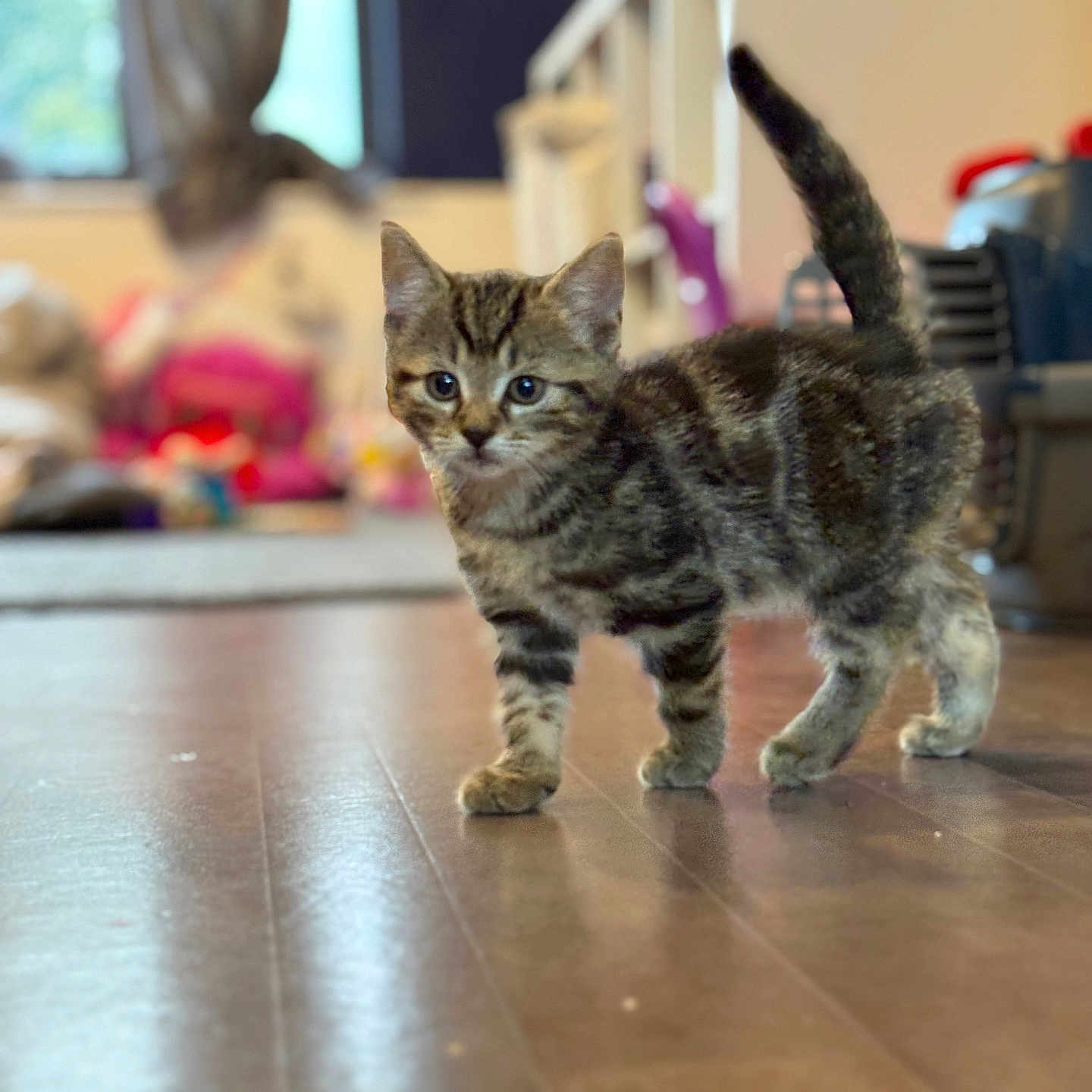 Bear joined the competition — help win amazing prizes! animal, blurred_background, cat, curious, cute, domestic, feline, floor, fur, home, indoor, kitten, pet, small, tabby, toys, walking, whiskers, wooden_floor, young