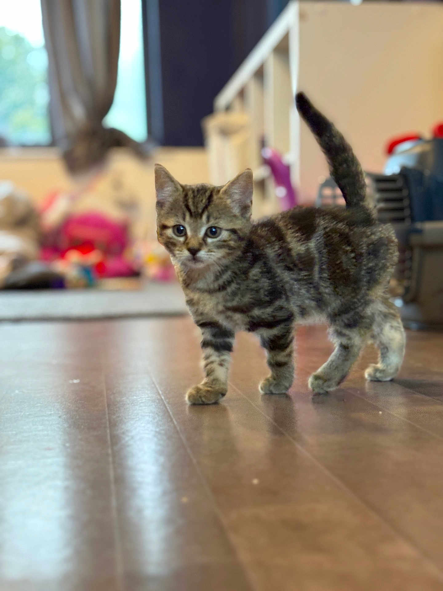 Bear joined the competition — help win amazing prizes! kitten, tabby, cat, indoor, floor, wooden_floor, pet, animal, young, curious, feline, walking, blurred_background, toys, home, domestic, cute, small, fur, whiskers