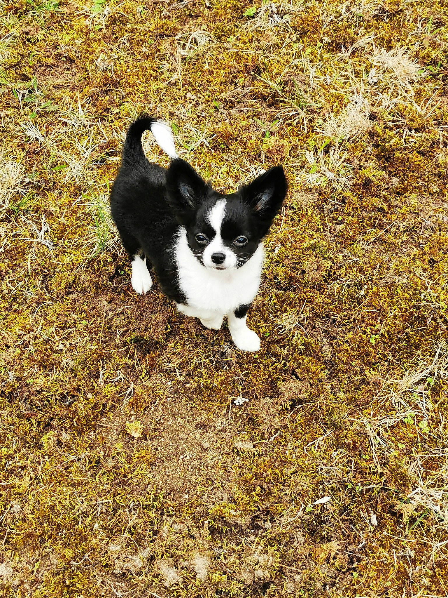 Roll Back a rejoint le concours — aidez-le/la à gagner de superbes lots ! asphalt, canidae, carnivore, cat, companion_dog, dog_breed, domestic_short_haired_cat, felidae, fur, grass, herding_dog, road_surface, shadow, small_to_medium_sized_cats, soil, sporting_group, tail, terrestrial_animal, tints_and_shades, whiskers