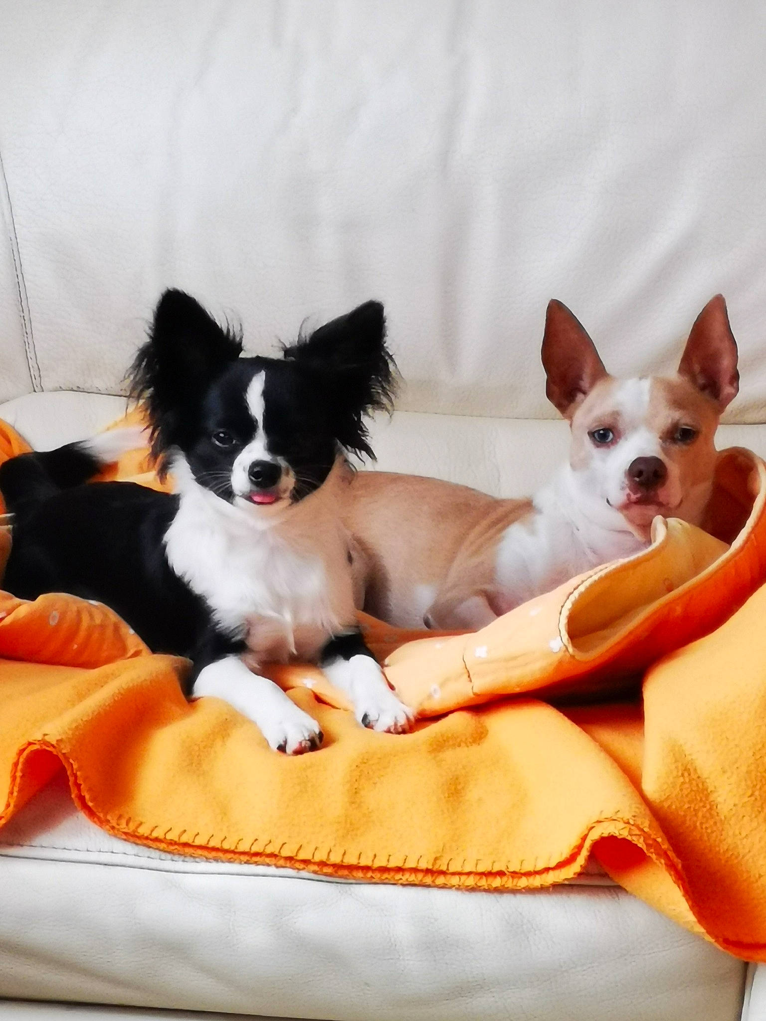 Roll Back a rejoint le concours — aidez-le/la à gagner de superbes lots ! canidae, carnivore, chihuahua, comfort, companion_dog, corgi_chihuahua, dog, dog_breed, dog_supply, fawn, linens, non_sporting_group, paw, puppy, sporting_group, toy_dog, whiskers, working_animal