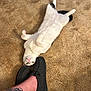 Oreo is registered to the contest to win money with this photo: cat, carpet, tattoo, slippers, paw, white_cat, black_spots, relaxed, indoor, pet, feline, fur, floor, person, footwear, animal, cute, domestic, playful, resting