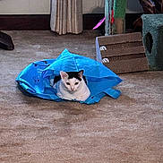 Oreo joined the competition — help win amazing prizes! cat, black_and_white_cat, blue_bag, carpet, cat_toy, scratching_post, indoor, pet, animal, feline, curious, playful, cozy, home_interior, carpeted_floor, cat_claws, cat_hiding, cat_playing, cat_furniture, relaxed