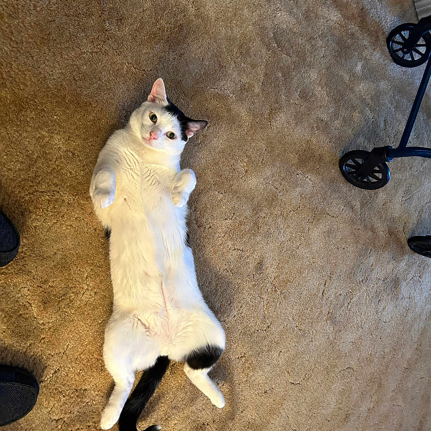 Oreo is registered to the contest to win money with this photo: animal, black_and_white, carpet, cat, cute, domestic, ears, feline, floor, fur, indoor, looking_at_camera, lying_down, paw, pet, relaxed, shoe, tail, walker, whiskers
