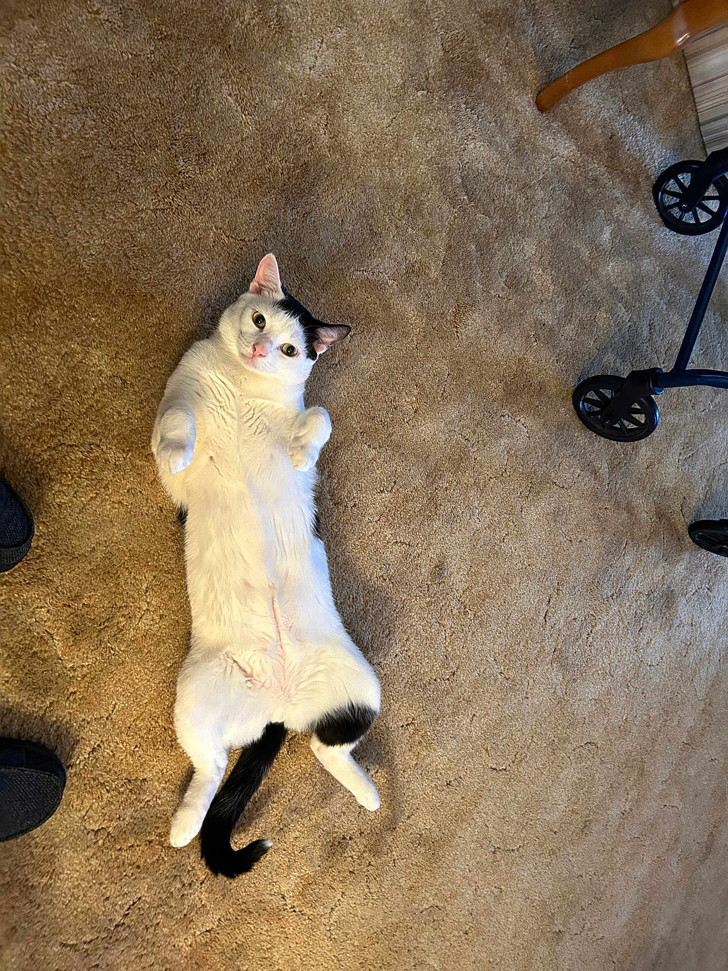 Oreo is registered to the contest to win money with this photo: cat, black_and_white, lying_down, carpet, indoor, pet, paw, tail, walker, shoe, floor, relaxed, cute, animal, feline, looking_at_camera, domestic, fur, whiskers, ears