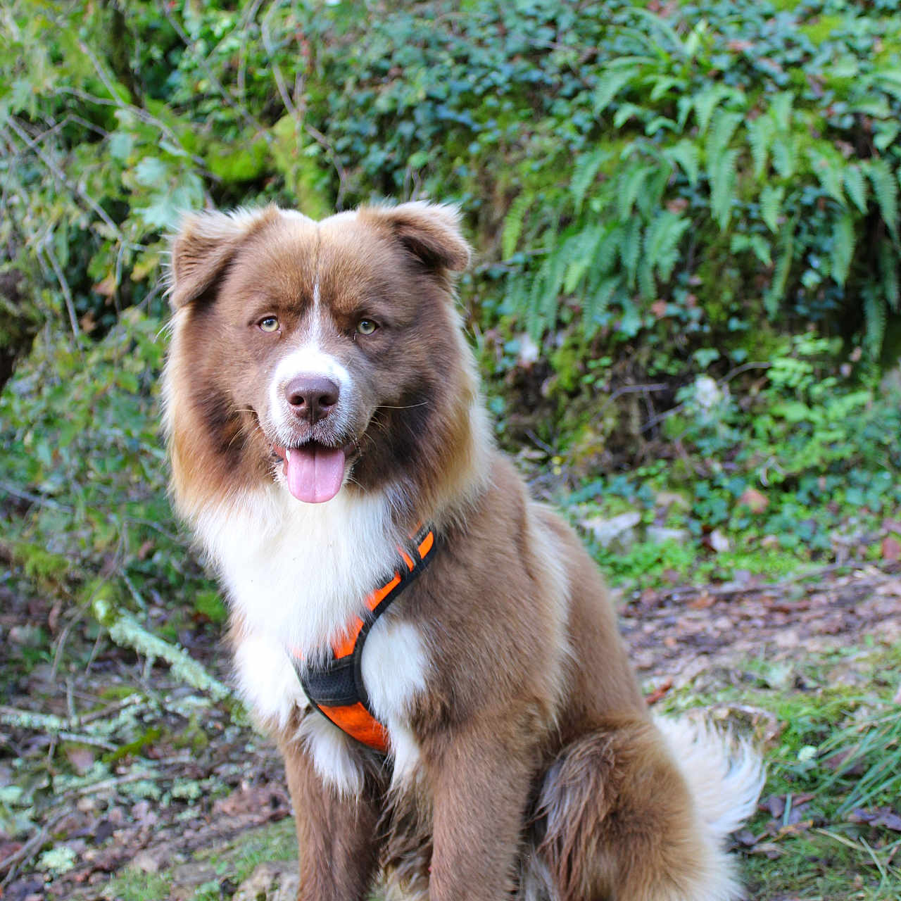 Aïko participe au concours pour gagner de l'argent avec cette photo : dog, brown_dog, white_fur, harness, outdoor, forest, greenery, grass, moss, happy, tongue_out, sitting, nature, pet, animal, canine, fur, leaf, tree, adventure