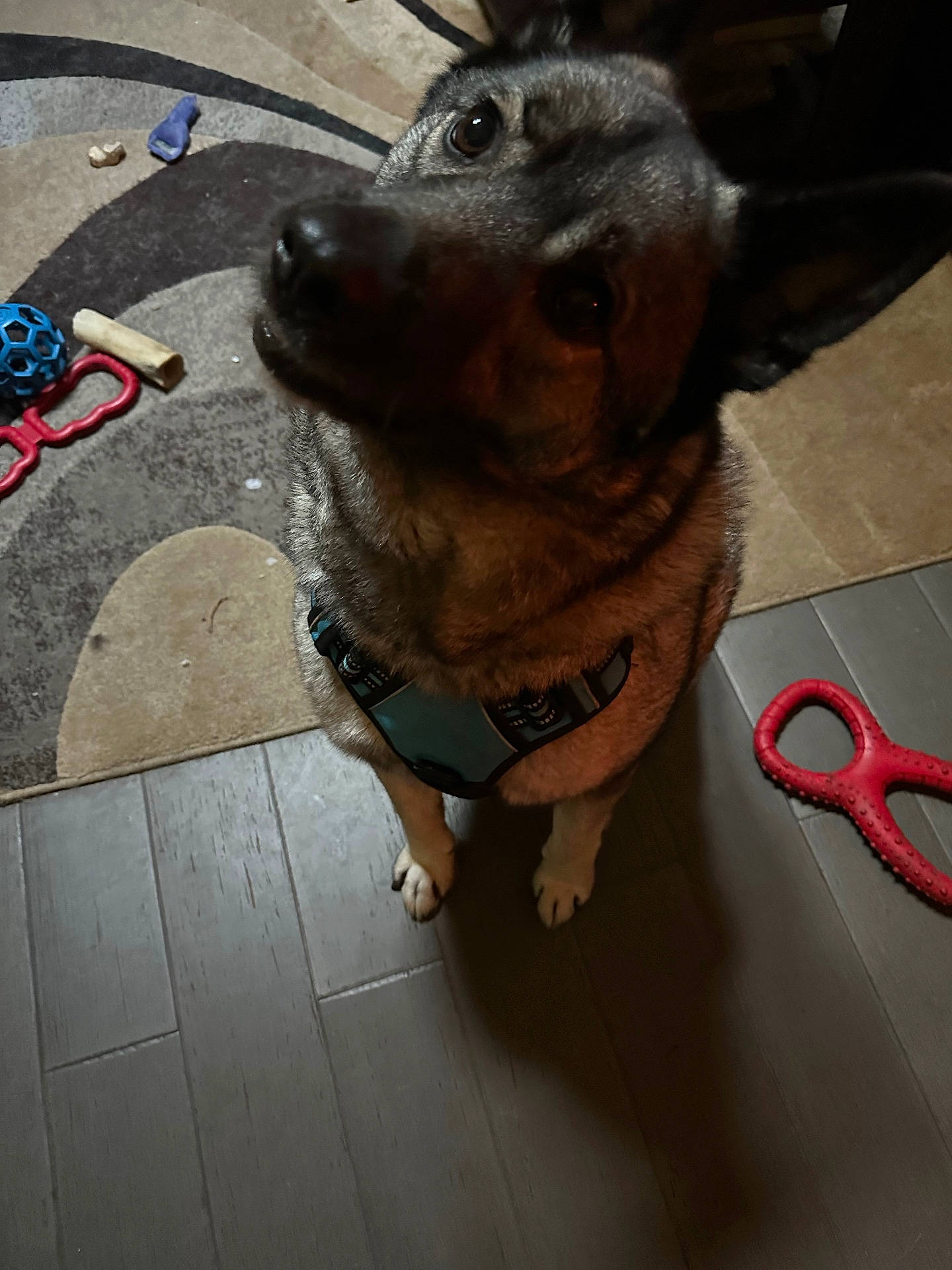 Max is registered to the contest to win money with this photo: accessories, animal, architecture, building, canine, cream, dog, furniture, hardwood, hound, husky, indoors, interiordesign, leash, livingroom, pet, puppy, room, scissors, wood